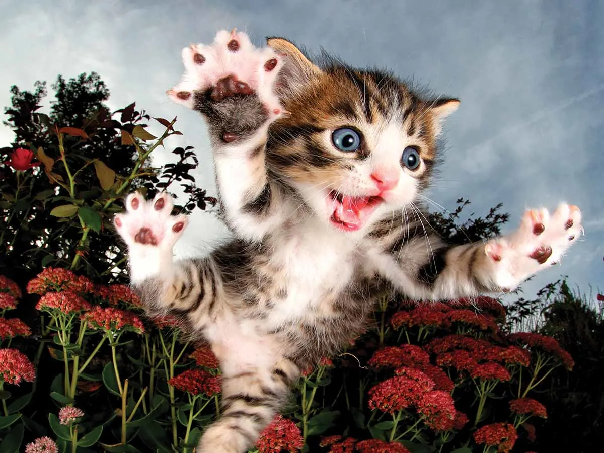 Pounce Chicken - 500 Piece Jigsaw Puzzle by Prime 3D Ltd